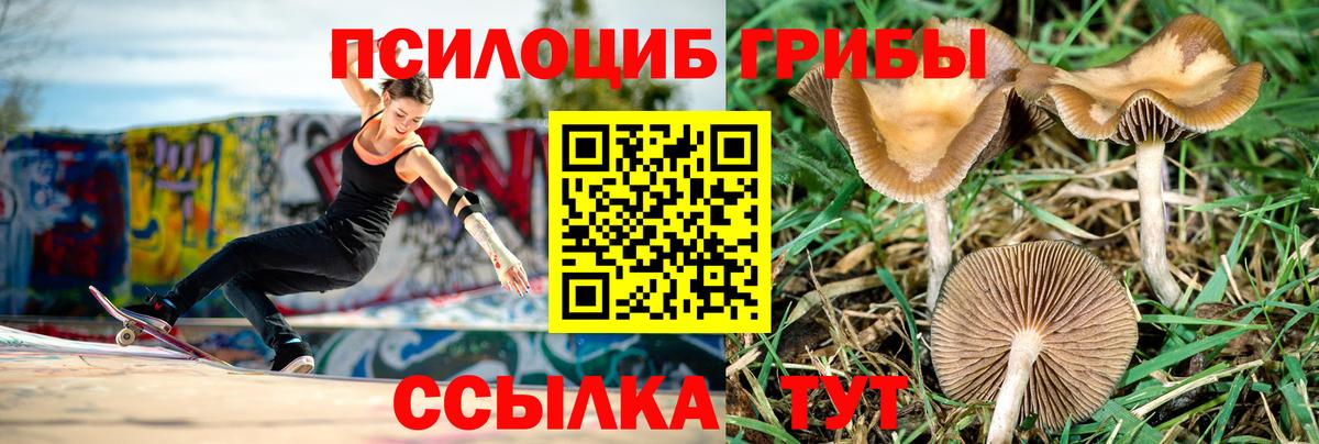 Псилоцибиновые грибы Cubensis Сергиев Посад